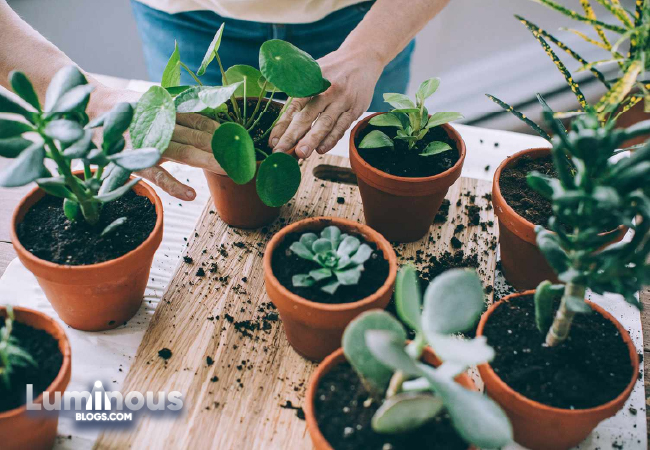 Bringing Nature Indoors: A Guide to Houseplants